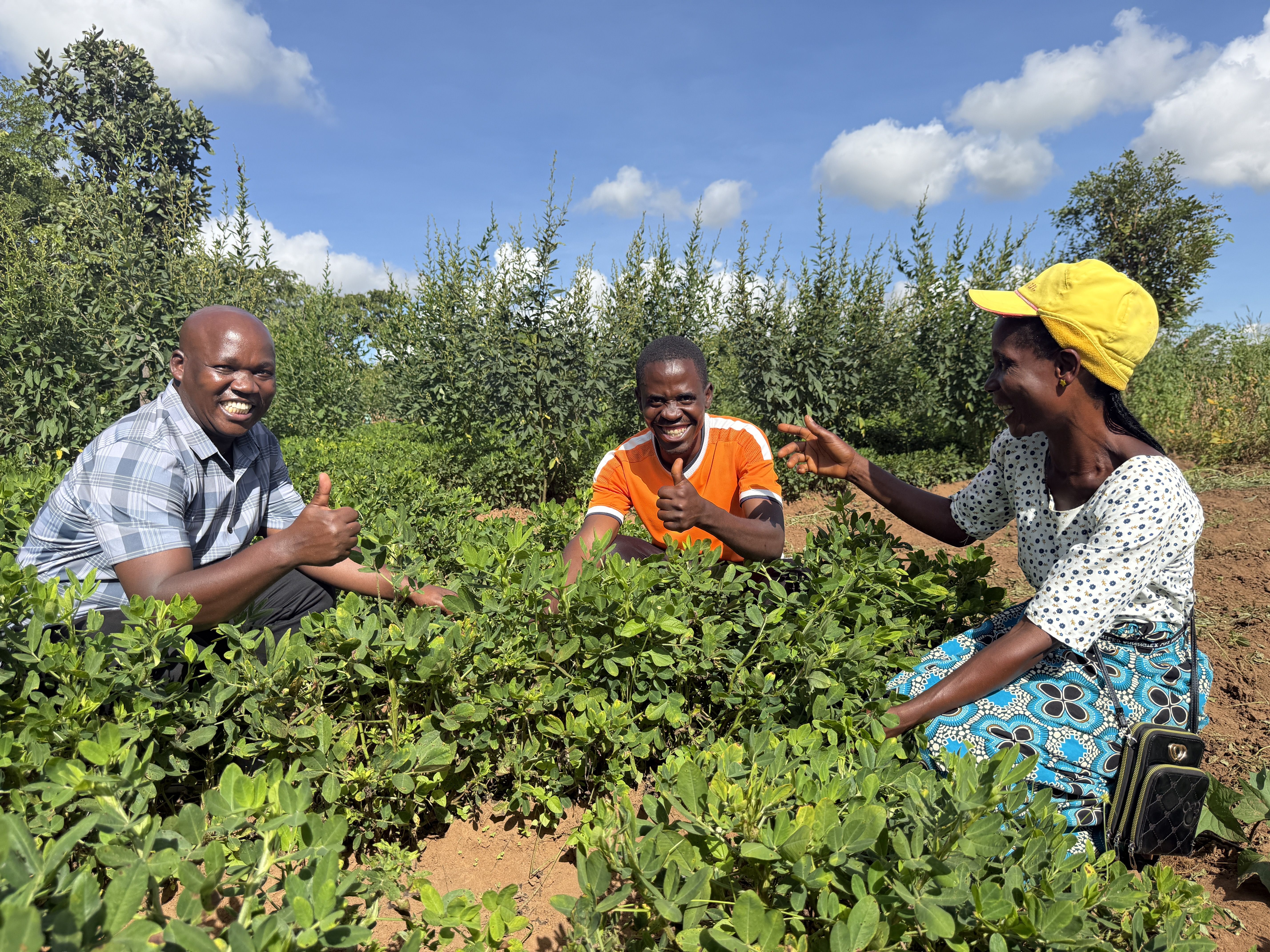 Dr James Mwololo carries out performance evaluations of improved groundnut varieties in Malawi, which contribute to enhanced productivity and better variety selection for farmers.