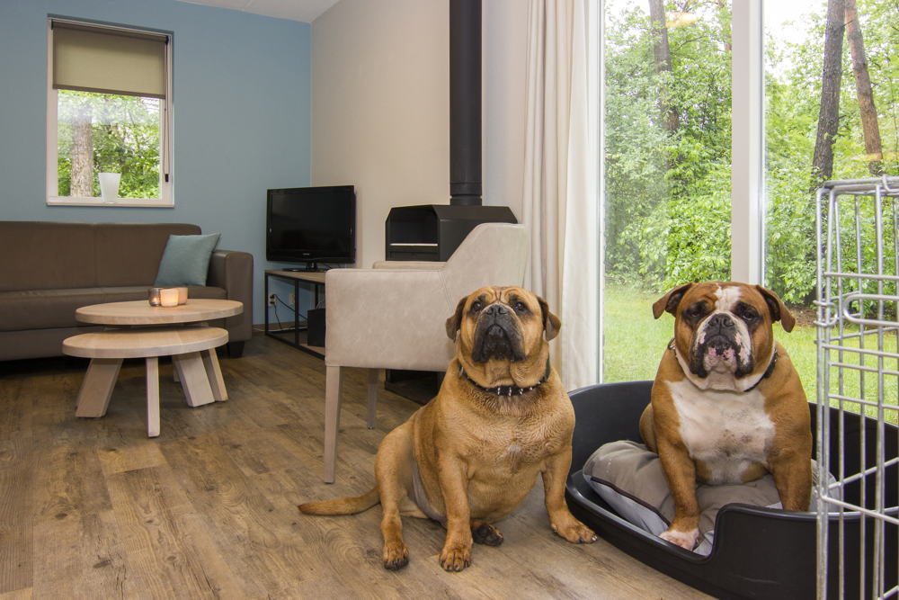 Hunde-Bungalow