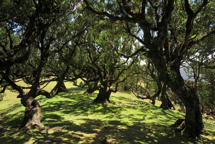 Fanal bos