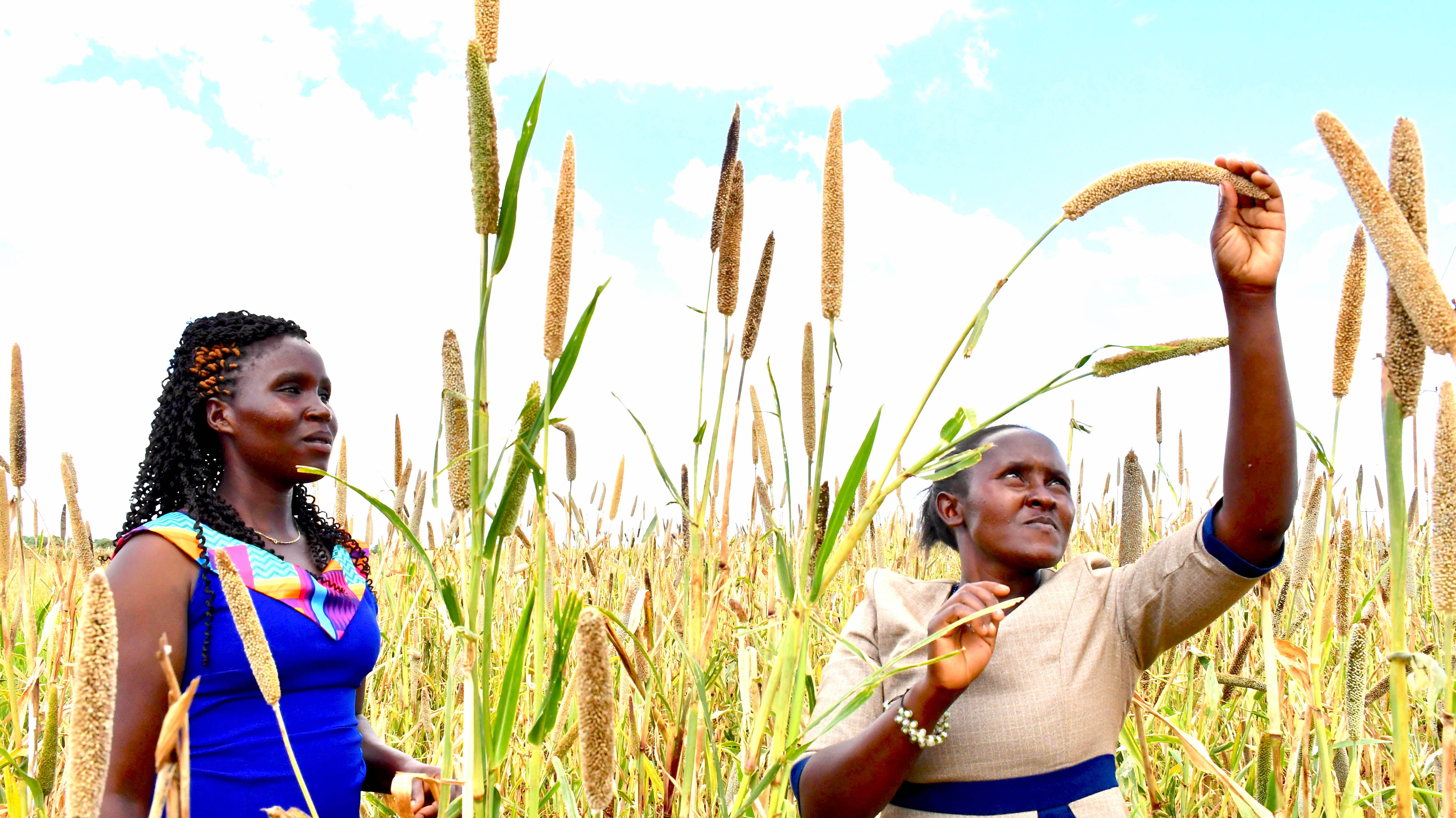 Crop varieties that are drought tolerant has enabled farmers put food on table and get income from surplus production