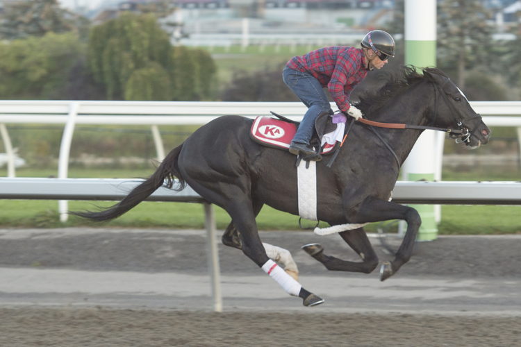 Philip My Dear preparing for the Breeders' Stakes at Woodbine (Michael Burns Photo) Philip My Dear preparing for the Breeders' Stakes at Woodbine (Michael Burns Photo)
