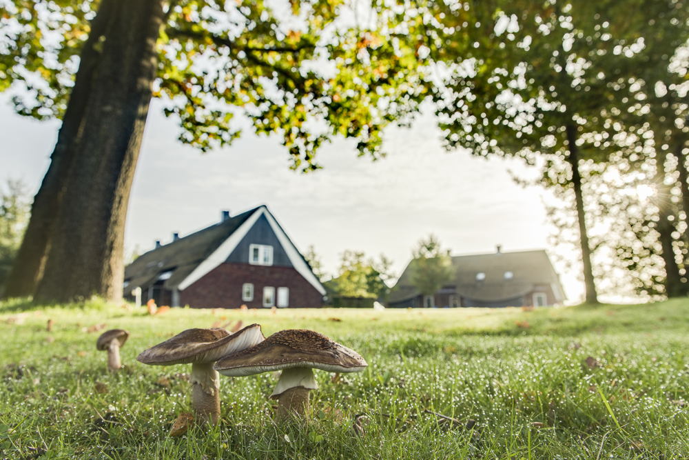 Herfst op Hof van Saksen