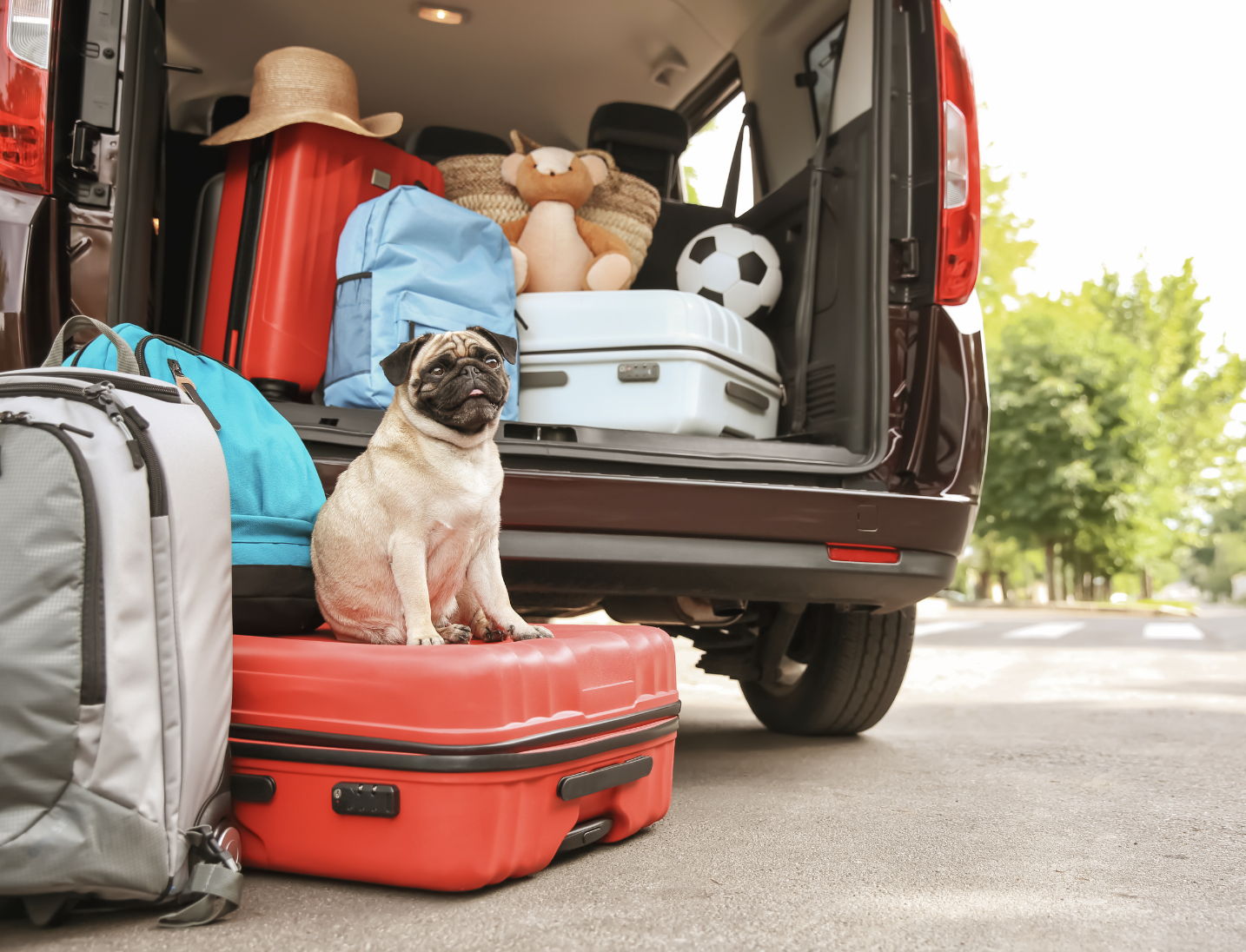Comfortabel reizen met je hond : 4 belangrijke tips