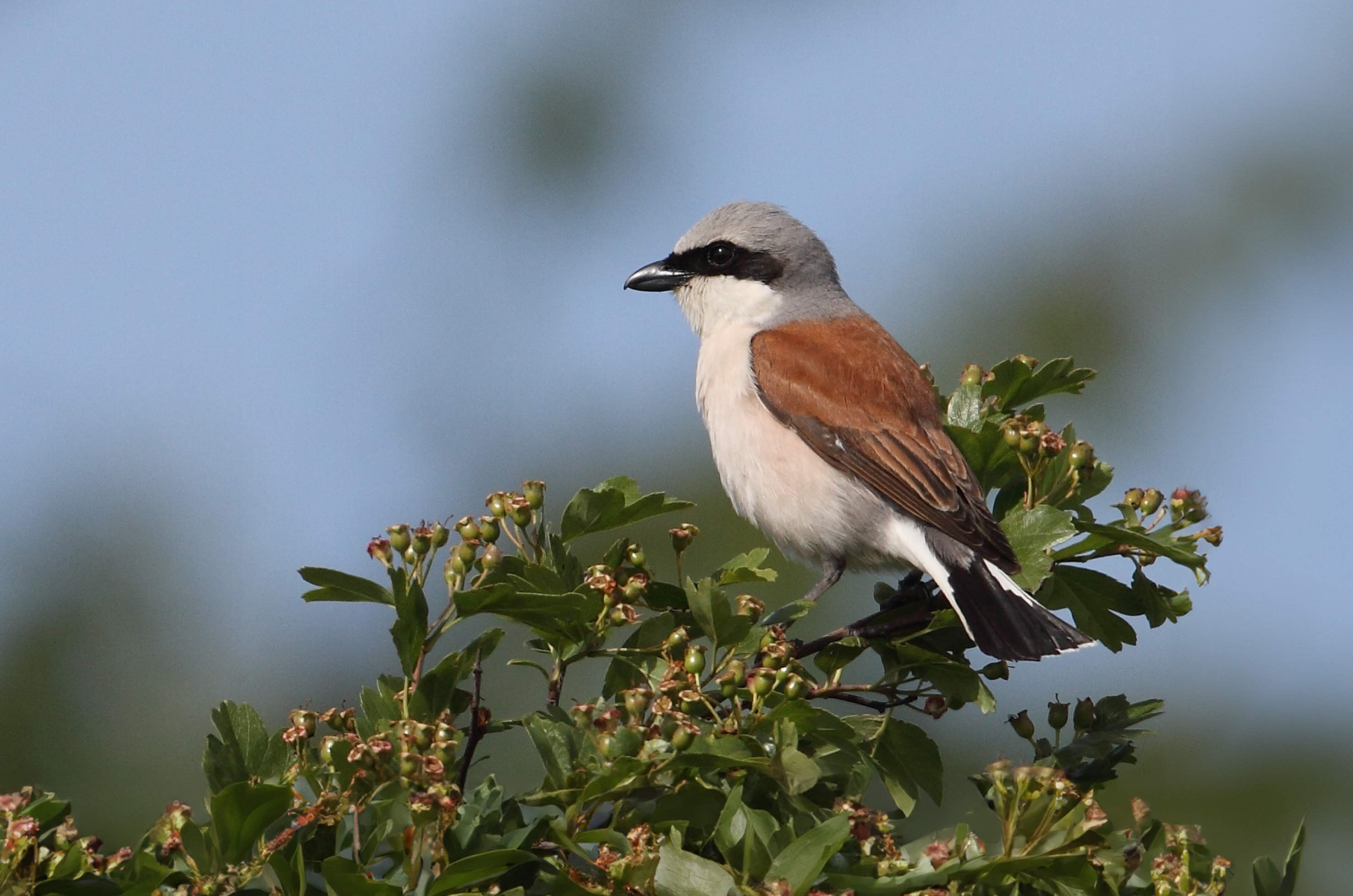 Triodos ondersteunt initiatief van Natagora voor 50 hectare extra natuurreservaat in Wallonië 
