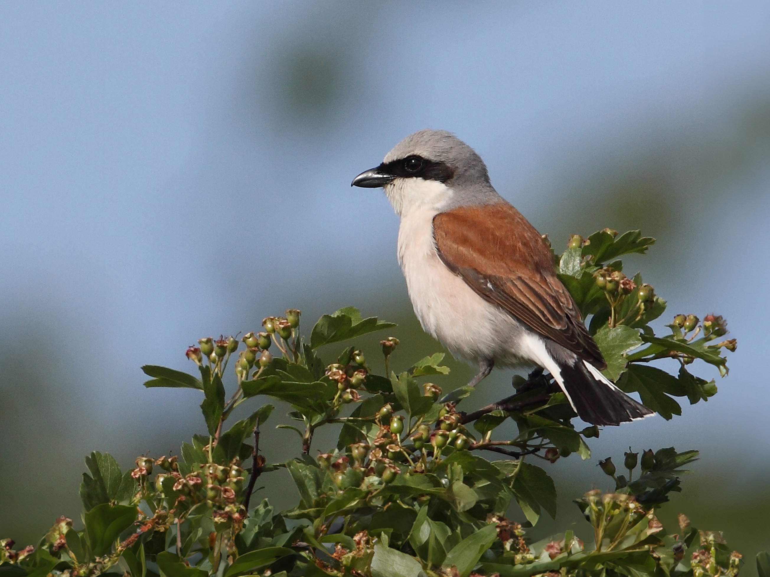 Triodos ondersteunt initiatief van Natagora voor 50 hectare extra natuurreservaat in Wallonië 
