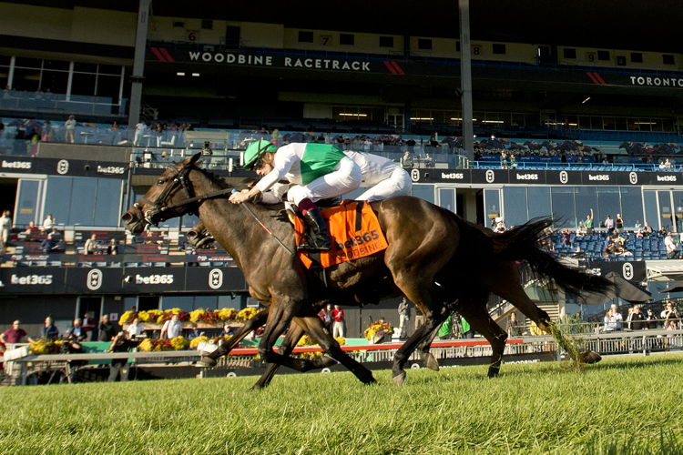 Mouffy and jockey Vincent Cheminaud winning the bet365 Dance Smartly Stakes (G2) on October 5, 2024 at Woodbine (Michael Burns Photo)