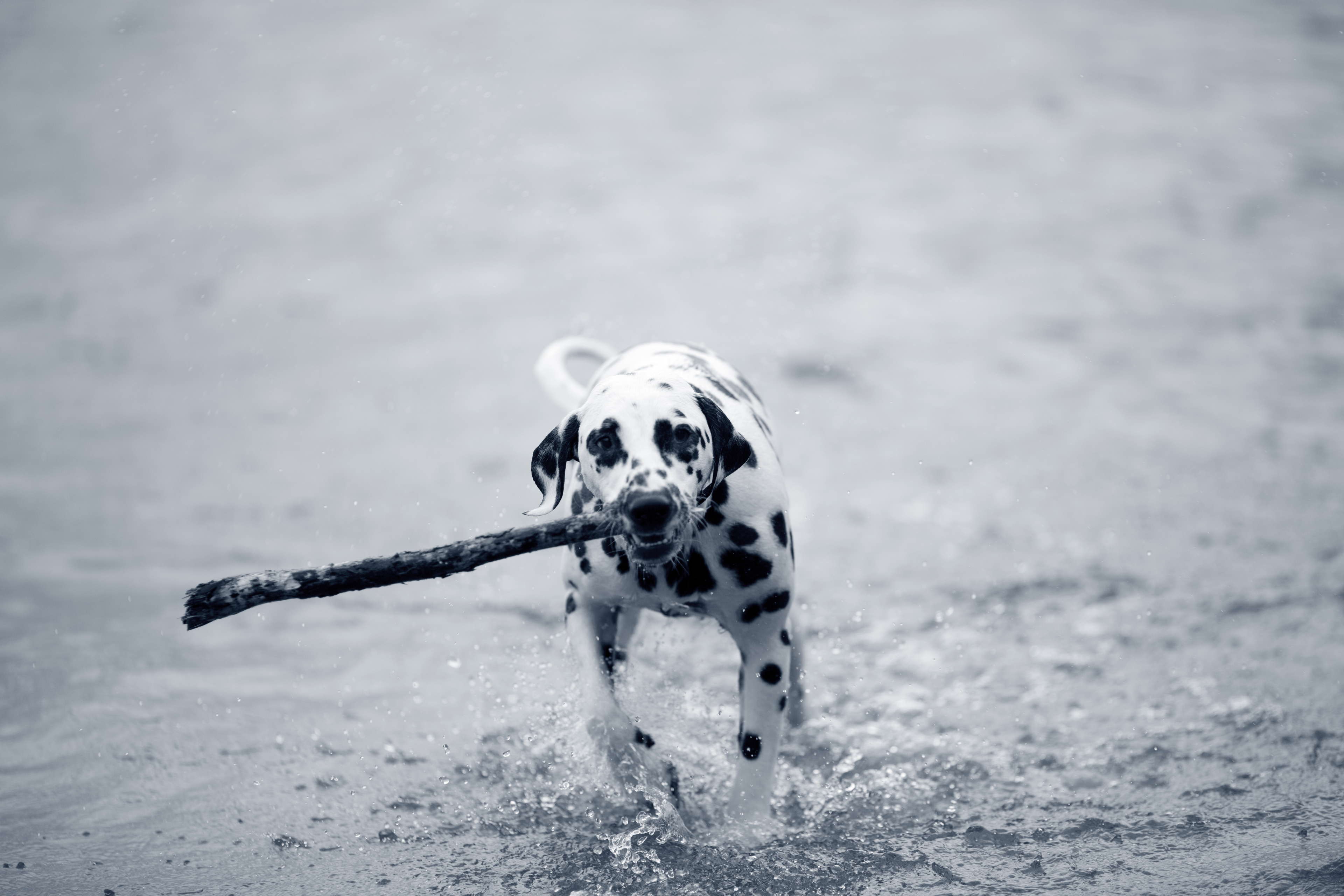 Prévenez la surchauffe de votre chien pendant la canicule