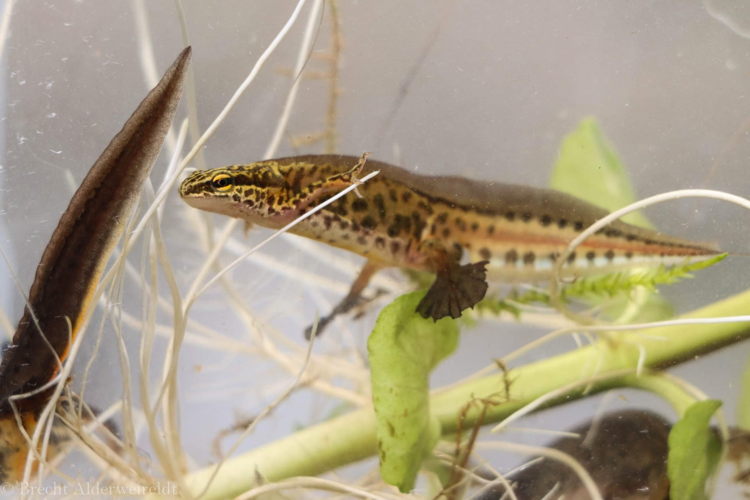 vinpootsalamander - foto: Brecht Alderweireldt