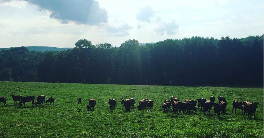 Rare Breed Will Graze in Norwich; Land will support thriving farm to table livestock farm