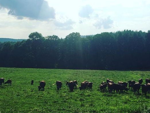 Rare Breed Will Graze in Norwich; Land will support thriving farm to table livestock farm