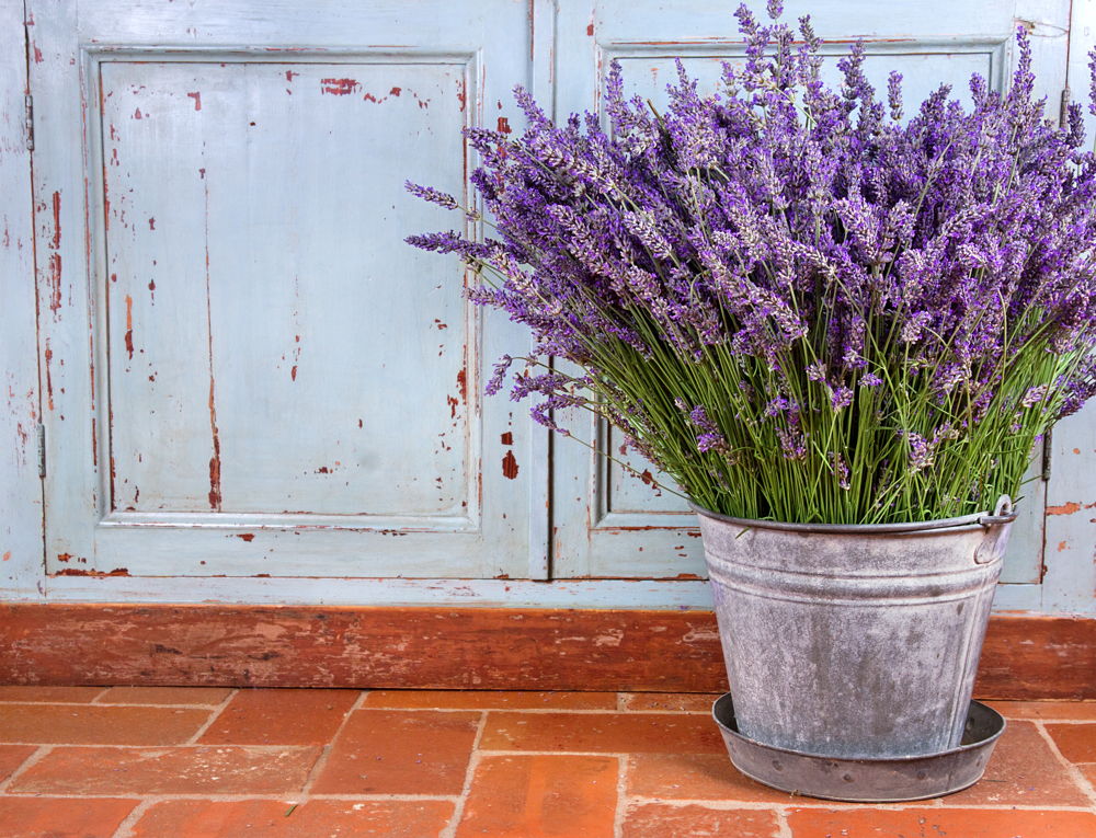 Lavender (photo credit Pike Nurseries)