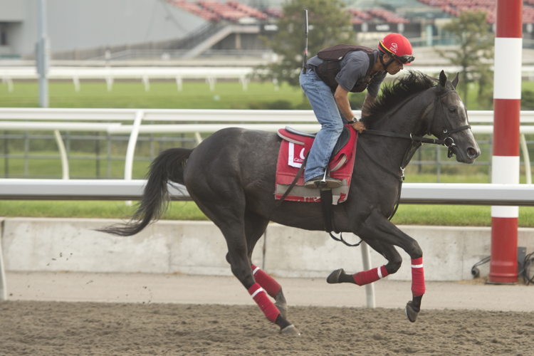 Swift Delivery training at Woodbine (Michael Burns Photo)