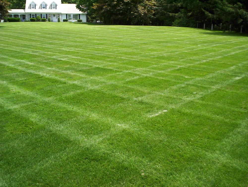 lawn with mower lines