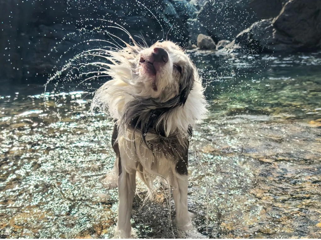 Día Mundial del Perro: Tips para tomarle las mejores fotos al rey de la casa 