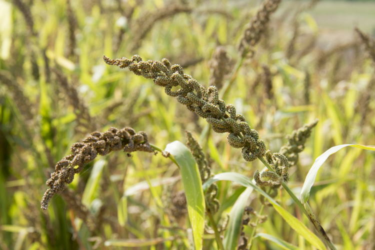 Barnyard Millet