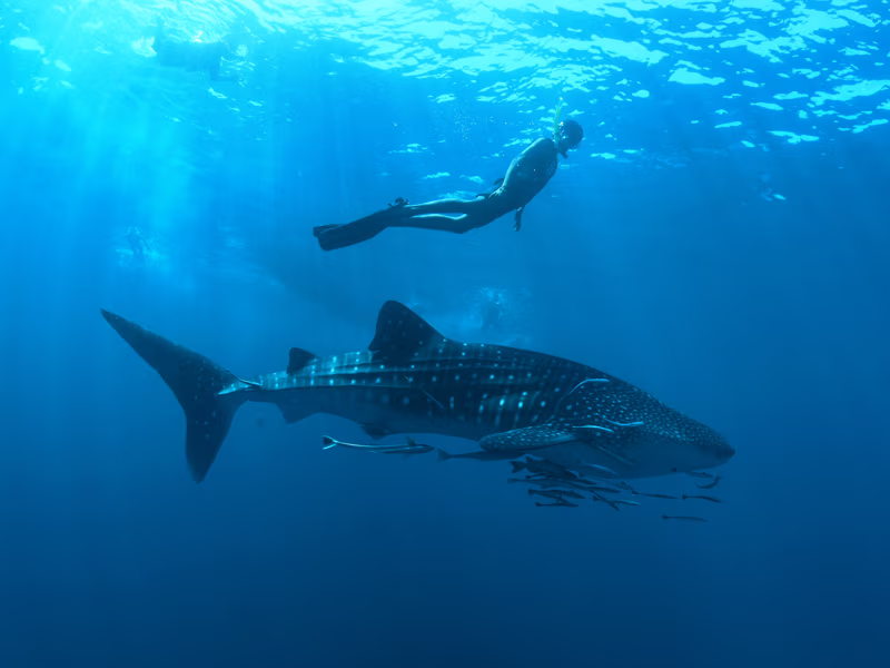 Fins Up for Conservation: Nova Maldives Celebrates World Whale Shark Day with Educational and Conservation Initiatives