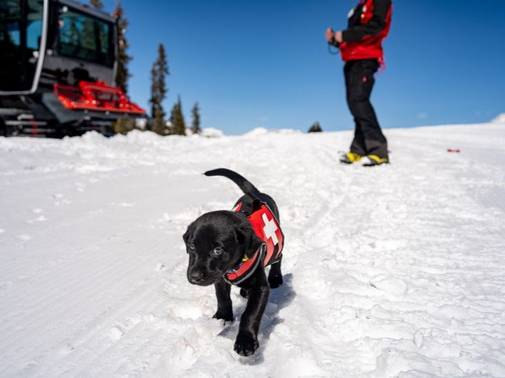 Governor Polis Declares January 23 Ski Safety Awareness Day