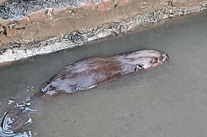 Molenaars en brandweer redden bever uit bassin Zwalmmolen