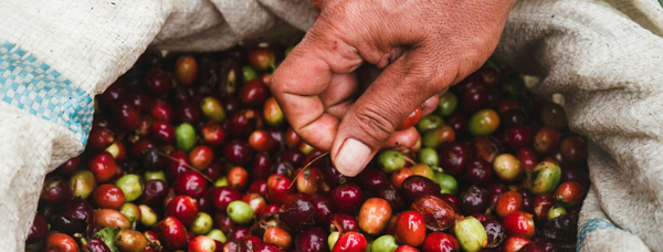 COMMUNIQUÉ DE PRESSE : L'augmentation des coûts de production du café due à la crise climatique et économique entraîne une forte hausse du prix minimum Fairtrade