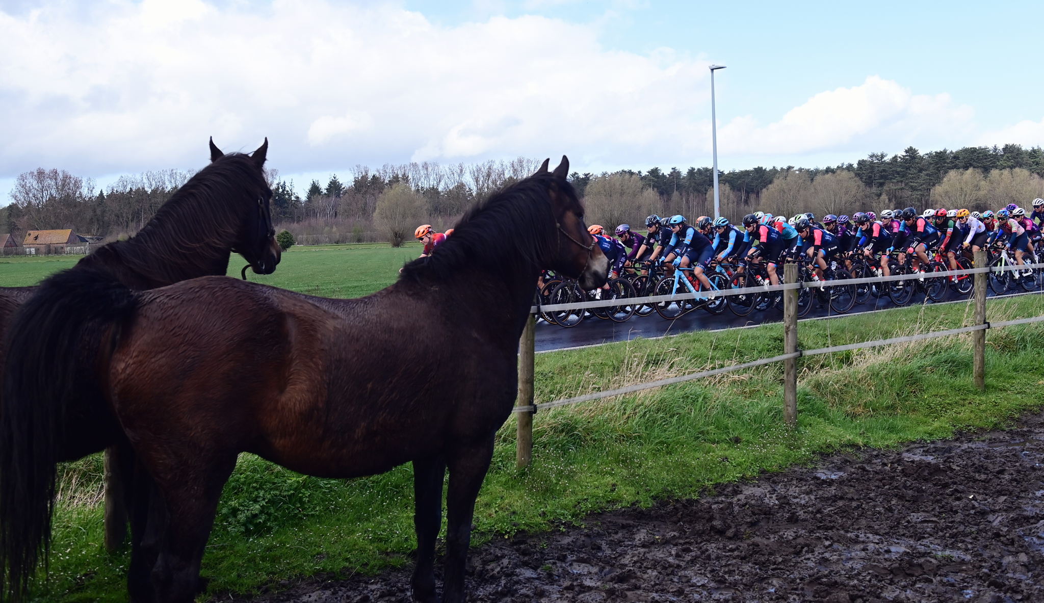 Flanders' horse industry: A billion-euro powerhouse with fragile foundations
