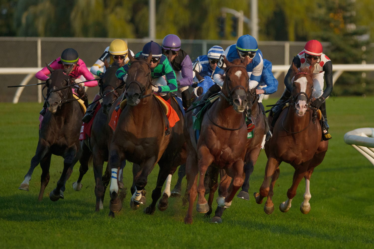 The field for the 2024 Rogers Woodbine Mile (Michael Burns Photo)