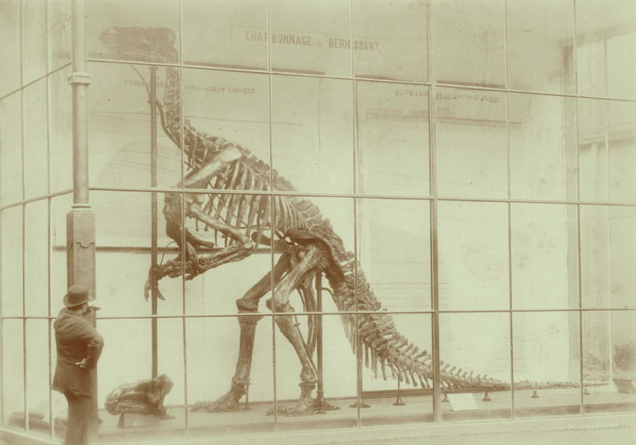 Alexandre (Albert Edouard Drains), Iguanodon de Bernissart (opgegraven in 1878), ca. 1883, Collectie FOMU P/1984/209