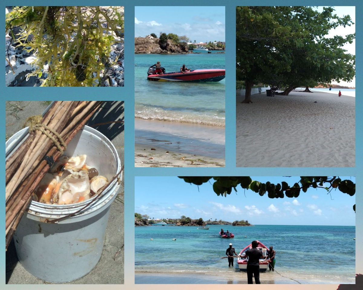 Grenada's conch (lambi) industry.