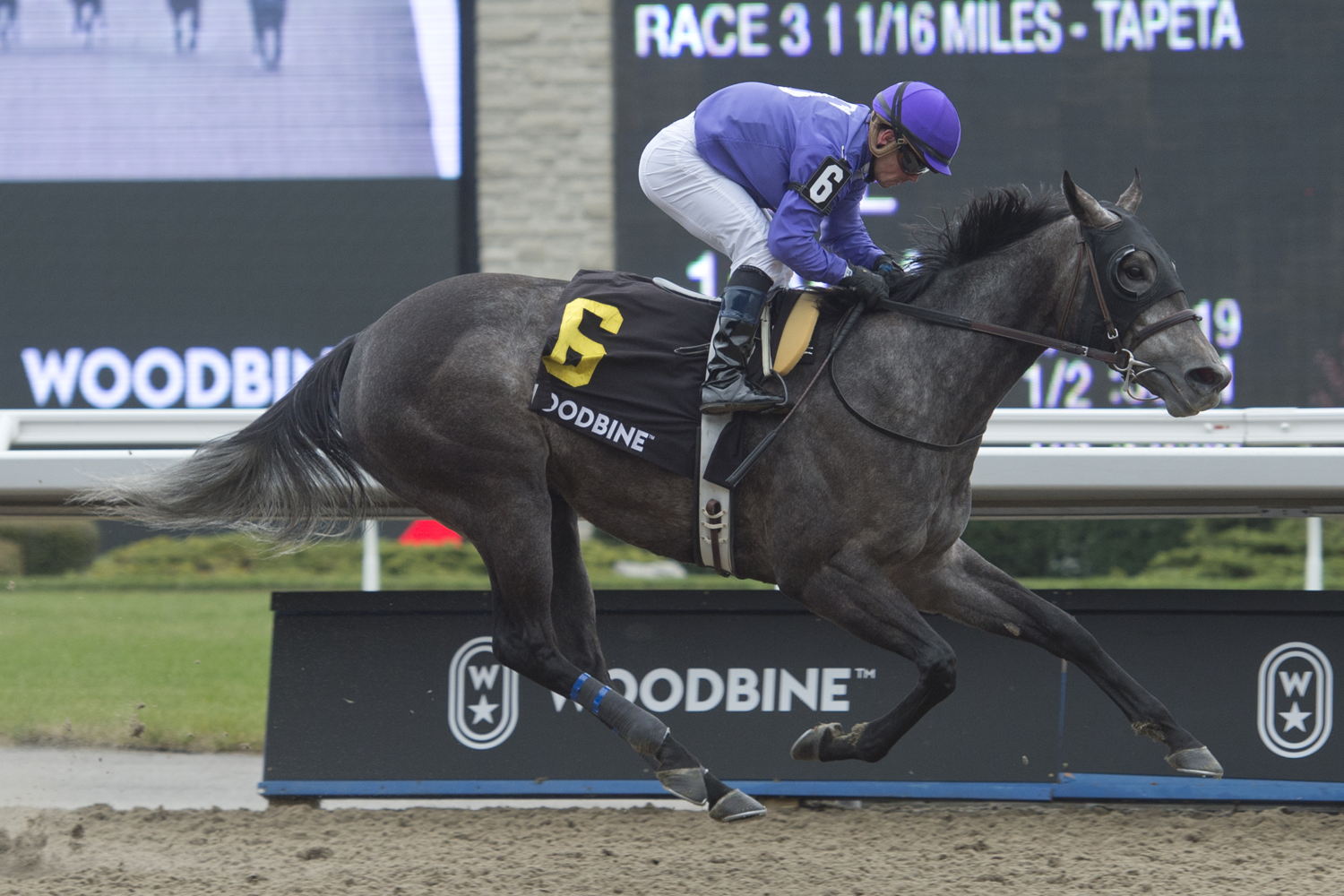 Sav and jockey Justin Stein winning the La Prevoyante Stakes on November 10, 2019 at Woodbine (Michael Burns Photo)