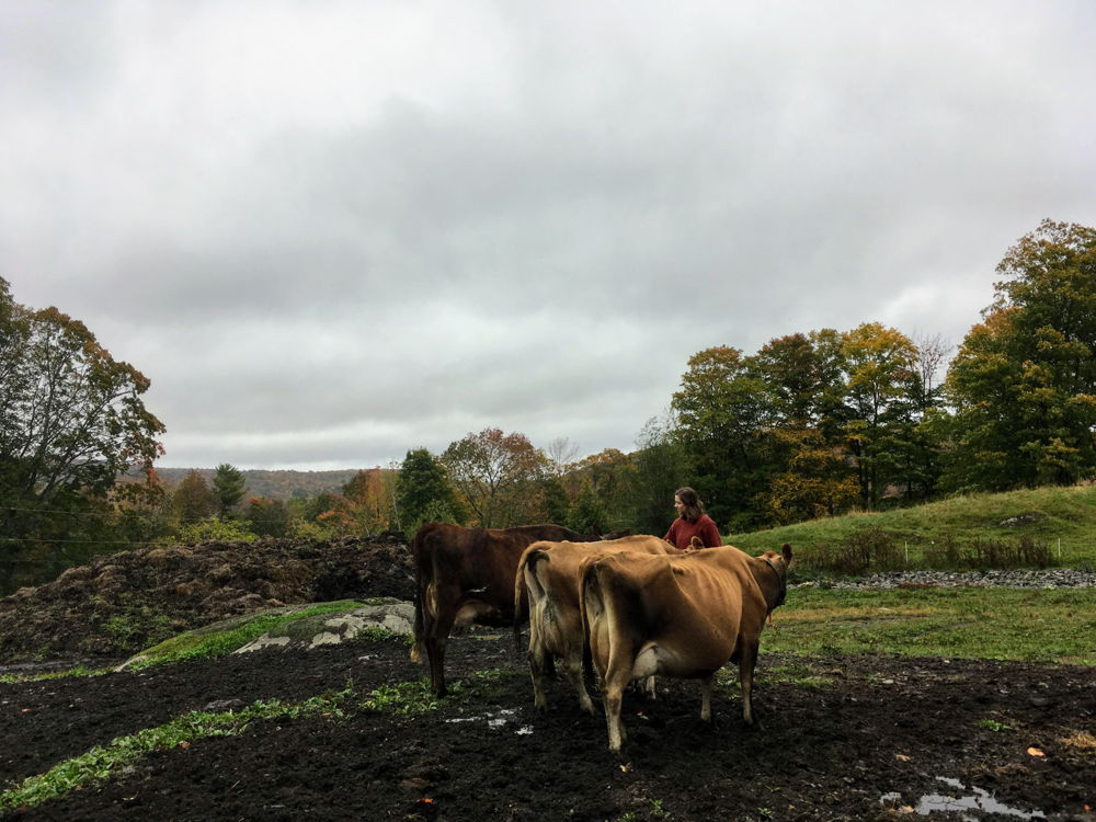 Charlotte and the cows at Kiss the Cow Farm.