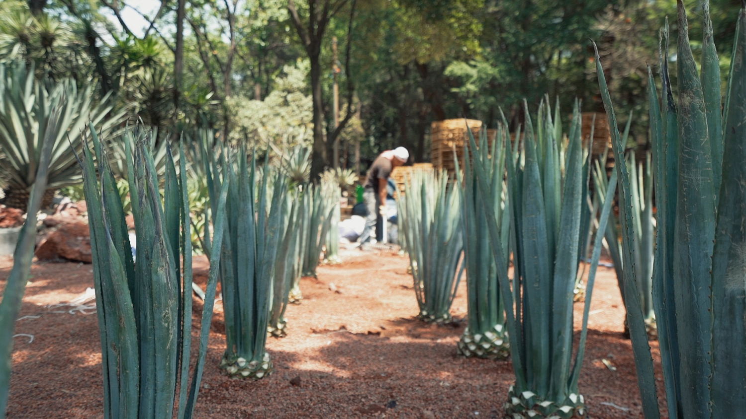 Campos de los Dragones, Jardín Botánico de Chapultepec Campos de los Dragones, Jardín Botánico de Chapultepec