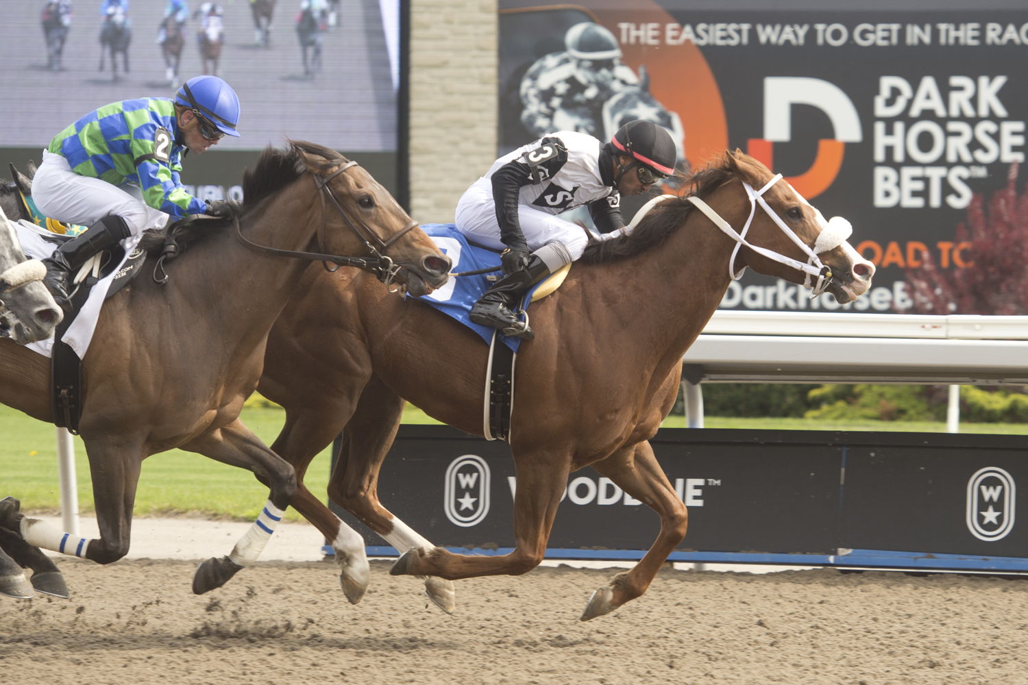 Aim for the Sky and jockey Rico Walcott winning Race 6 on May 14, 2023 at Woodbine (Michael Burns Photo)