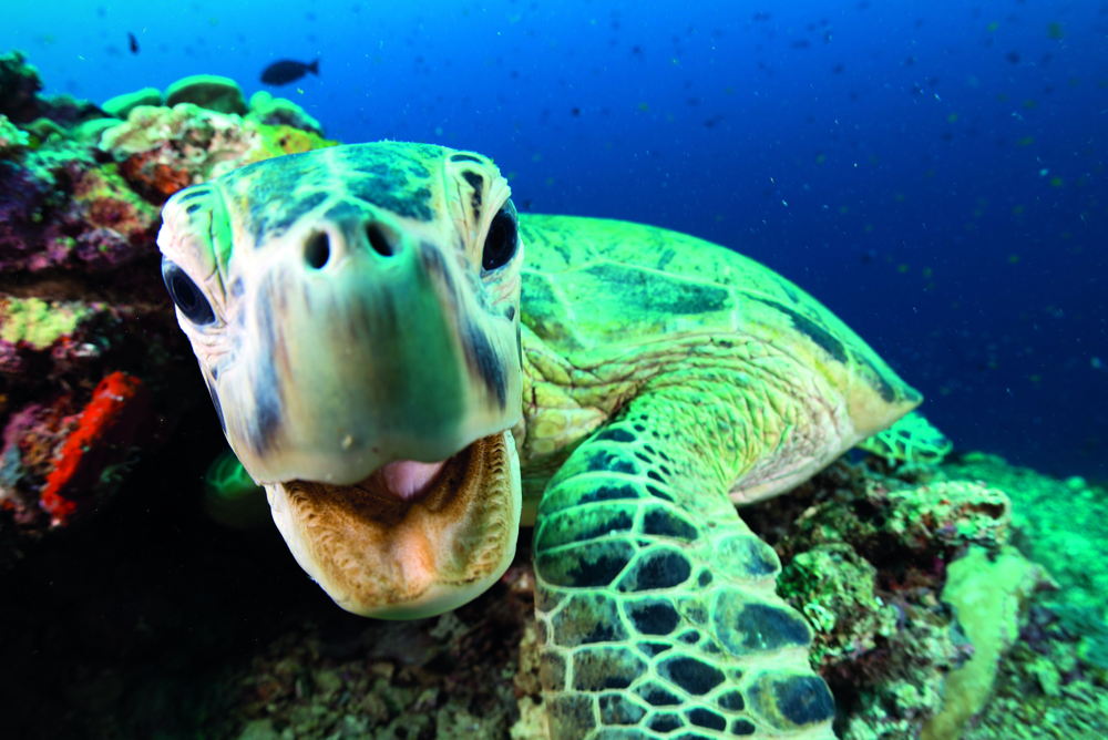 Afl 3: Coral Reefs - (c) BBC