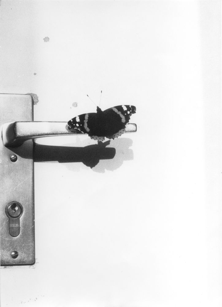 MACS_EXPO_Jochen Lempert_Vanessa atalanta Migration II, 2019©Jochen Lempert