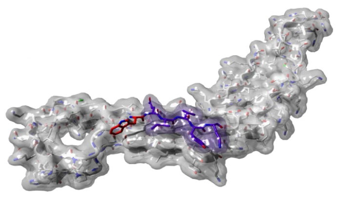 The researchers designed a peptide and experimentally tested its capacity to inhibit tau aggregate formation