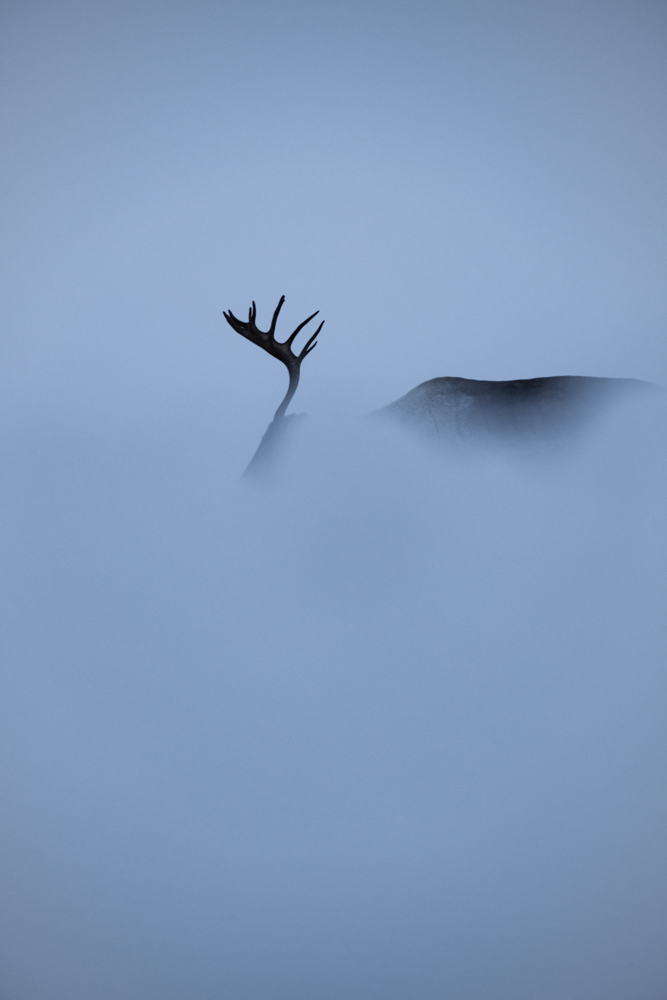 Sentiers Du Phoenix_ Image of the Year_Tromso