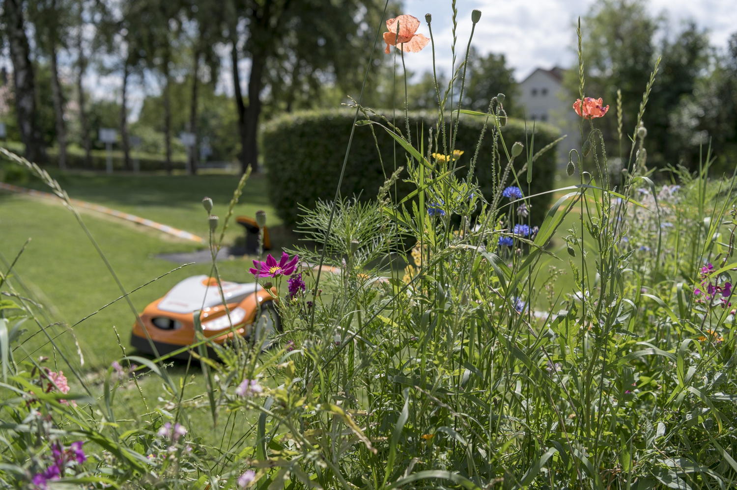 Une diversité colorée plutôt que des surfaces monotones : les bandes et parterres de fleurs composés de plantes indigènes favorisent la biodiversité au jardin.
