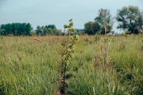Jeune arbre planté