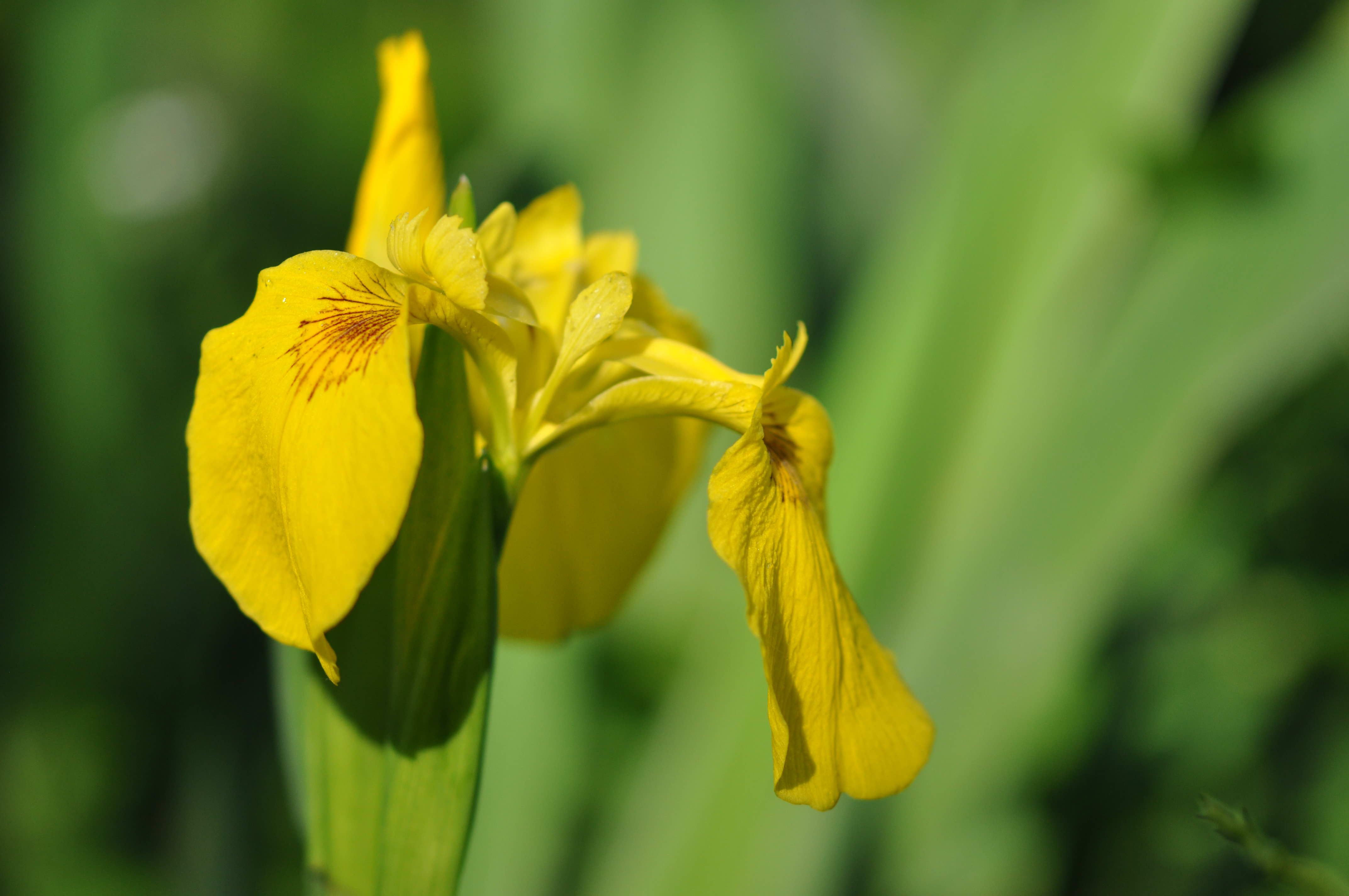 Bloemen van Gele lis (©Wim Massant) Bloemen van Gele lis (©Wim Massant)