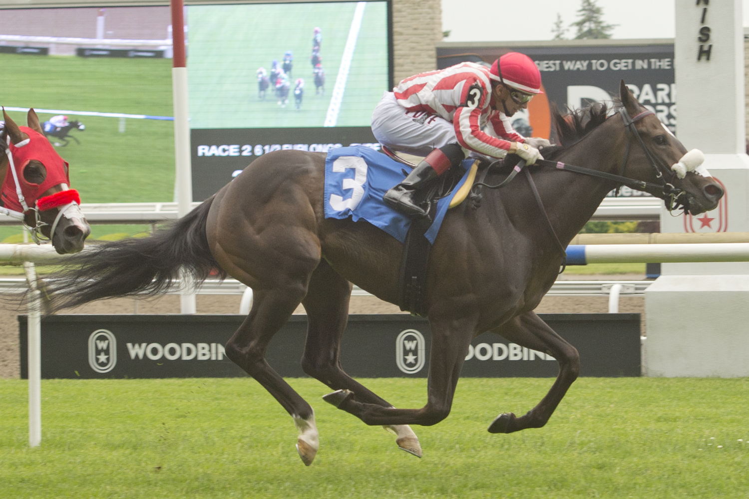 El Cohete and jockey Rafael Hernandez winning Race 2 on June 15, 2023 at Woodbine (Michael Burns Photo)