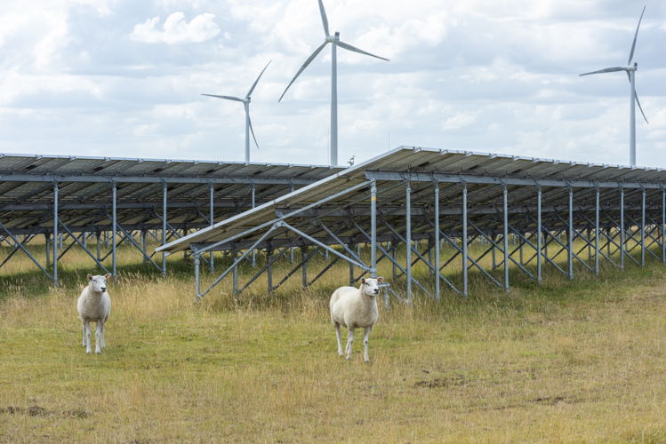 schapenbegrazing - Zonneberg