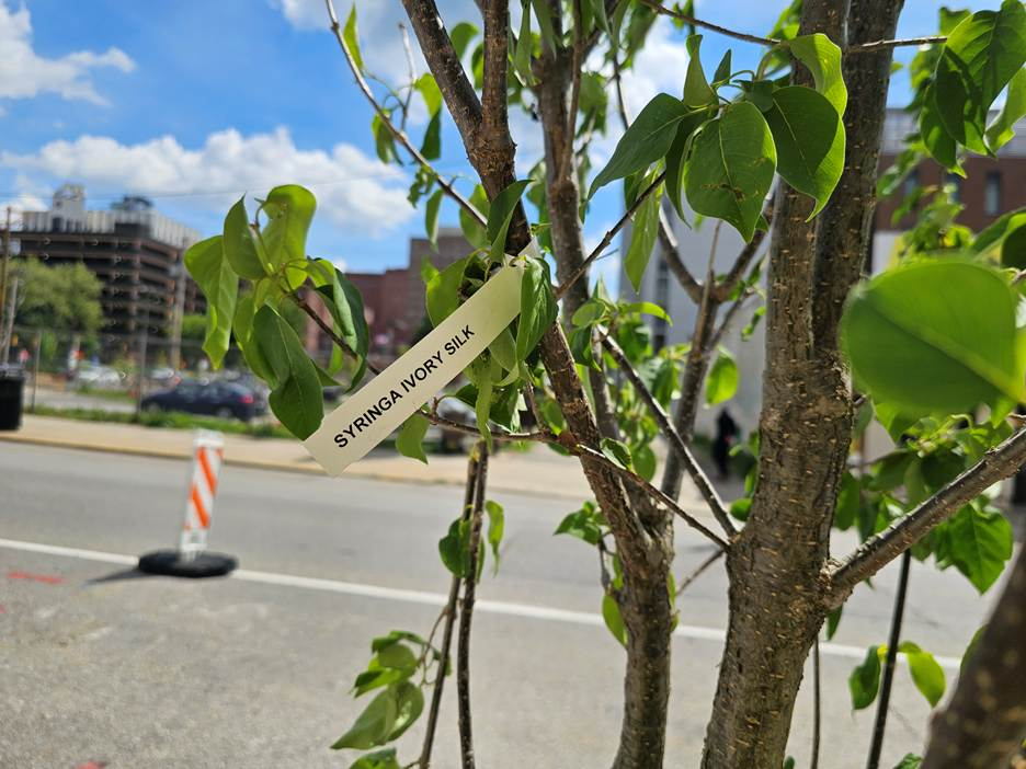 New tree planted this week in Oakland New tree planted this week in Oakland