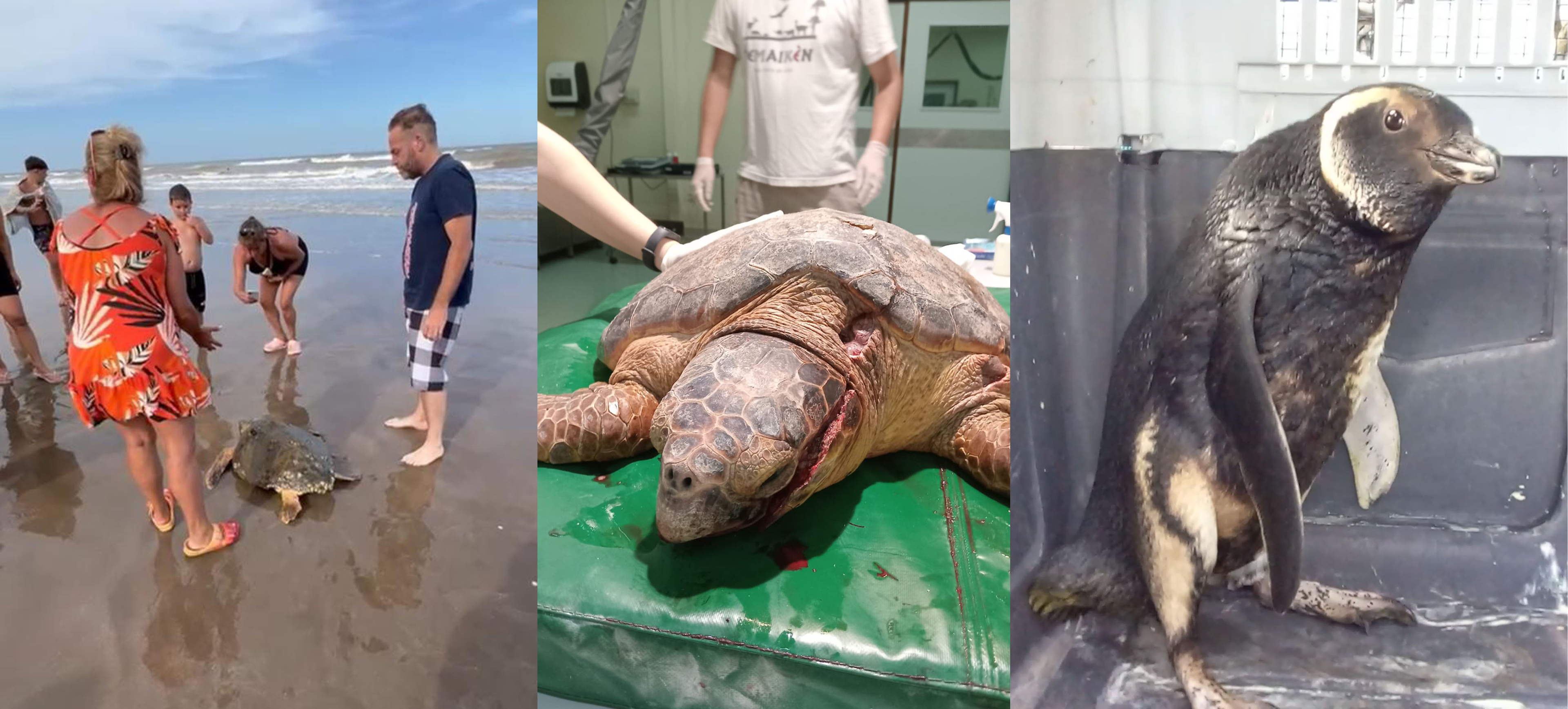 La falta de alimento y el hostigamiento de turistas y mascotas fueron las principales amenazas de la fauna marina durante 2024