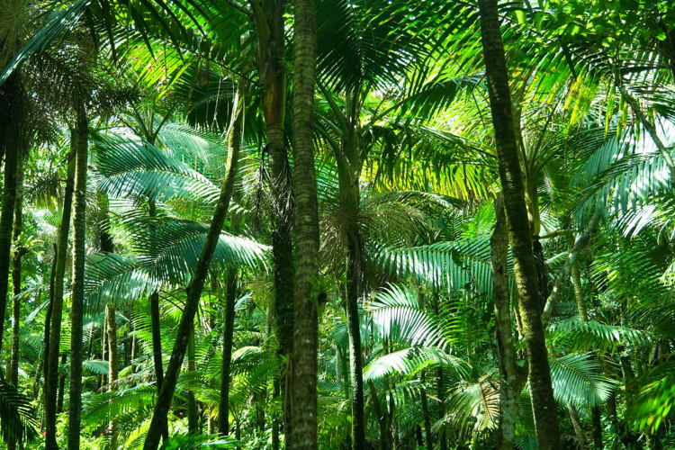 El Yunque National Forest, PR