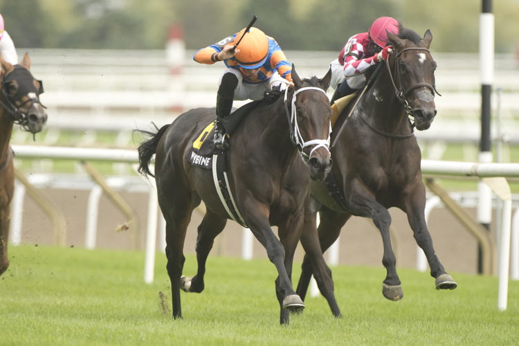 Love to Shop and jockey Emma-Jayne Wilson winning the Toronto Cup presented by Crown Royal on September 3, 2023 at Woodbine (Michael Burns Photo) 