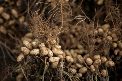 New Discovery in Peanut Defense Mechanisms Offers Hope for Disease Resistance