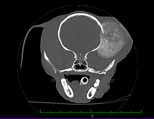 CT Scan van Indy met tumor op het hoofd voor de operatie