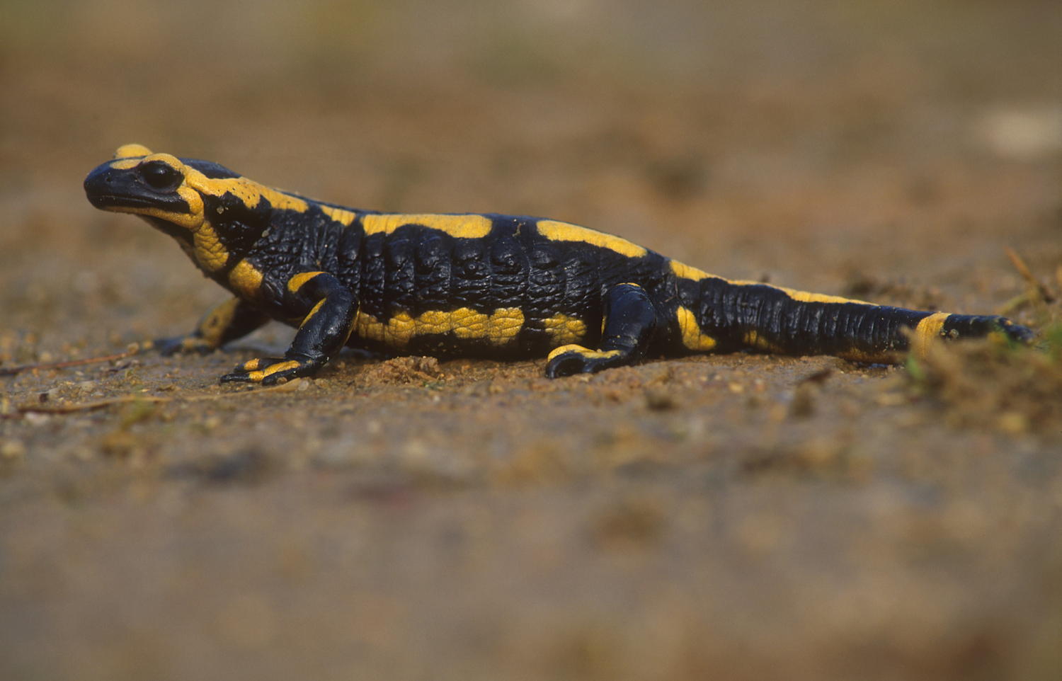 Burreken vuursalamander - copyright: Hugo Willocx