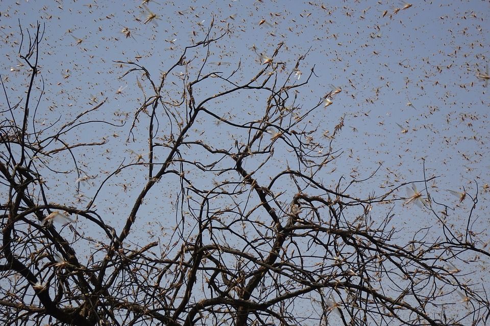 Locust plagues can wreak havoc on smallholder farming communities, decimating crops and threatening livelihoods.