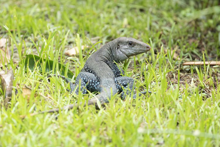 Dominica Whiptail