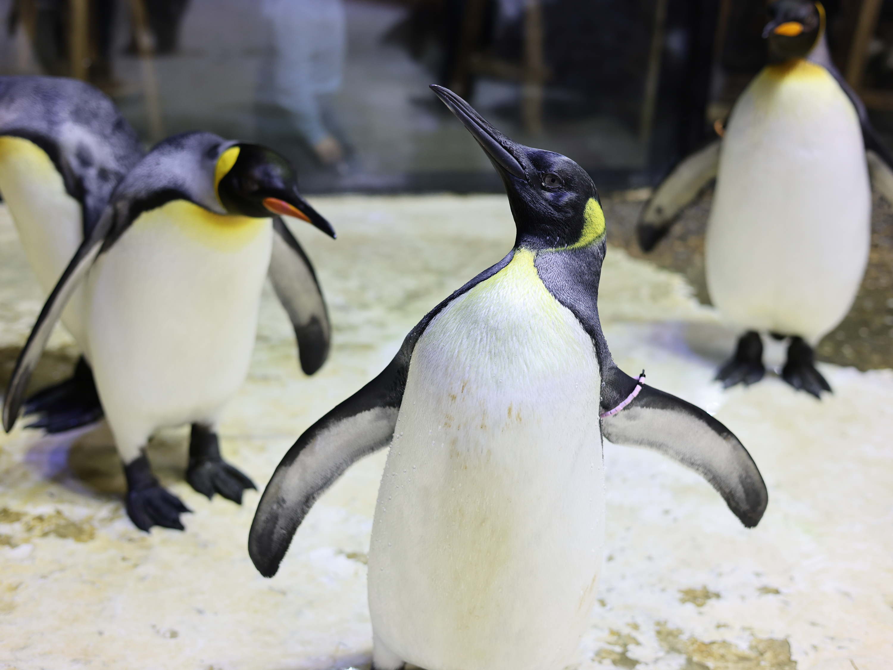 Koningspinguïn Hera leerde zwemmen en leeft vanaf nu op de pinguïnrots.